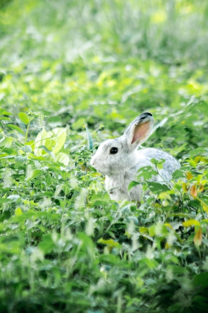 写真 草の中のウサギ