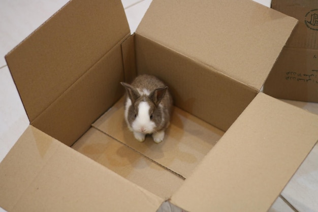 Photo a rabbit is in a cardboard box that says rabbit