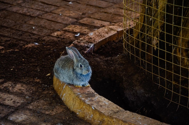 ウサギは動物園でエサを食べています