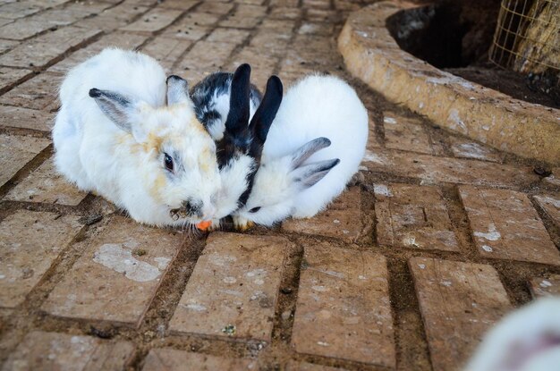 Rabbit is eating feed at the zoo