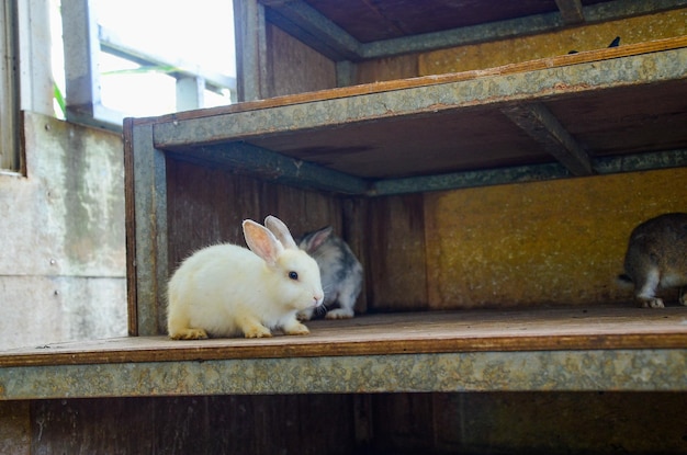 Rabbit is eating feed at the zoo