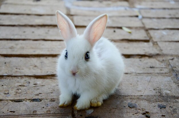 Rabbit is eating feed at the zoo