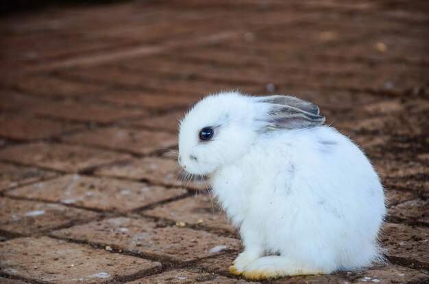 Rabbit is eating feed at the zoo