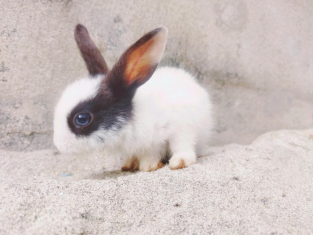 A rabbit is sitting on a stone in front of a wall.