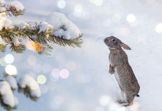 The rabbit is the symbol of the year