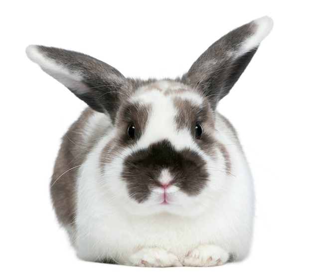 Rabbit isolated on white background