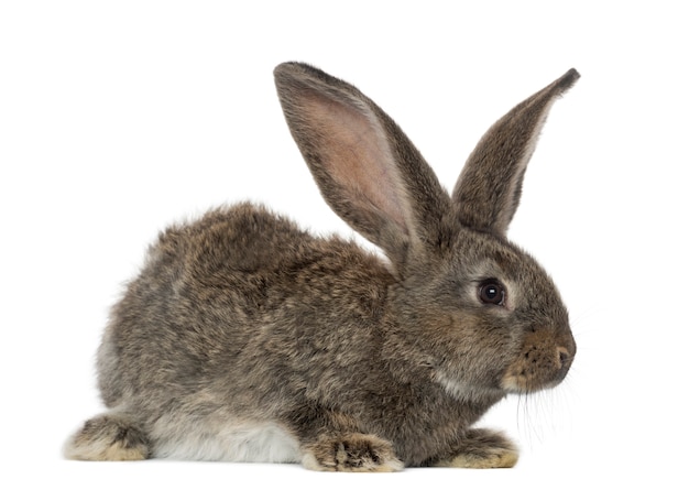 Rabbit, isolated on white