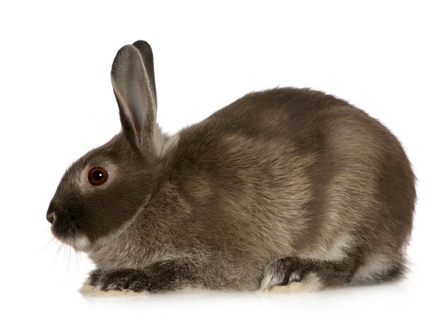 Rabbit isolated