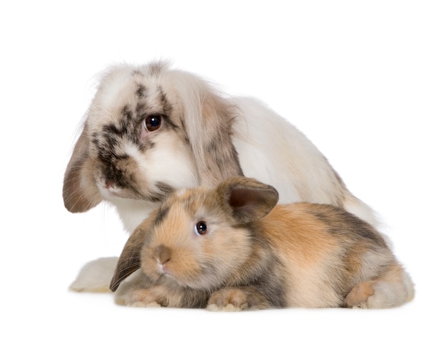 rabbit isolated