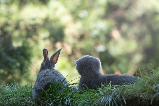 Photo rabbit and kitten on the lawn