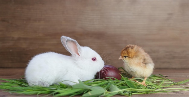 写真 テーブルの上の草の中のウサギの小さな鶏とイースターエッグ