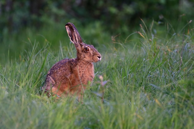 Photo rabbit looking away while on land