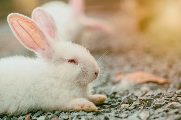 写真 庭のウサギ、素敵な動物やペット