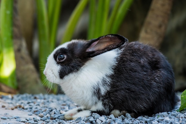 庭のウサギ、素敵な動物やペット