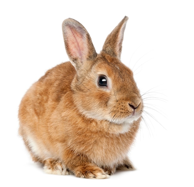 Rabbit lying against white surface