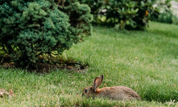 Rabbit in the meadow pasture grass