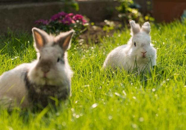 Rabbit in meadow