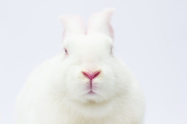 Rabbit mouth and nose, abstract macro shot