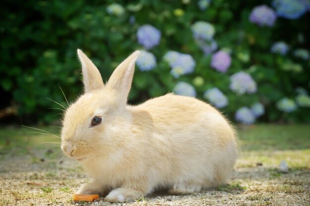 写真 野原のウサギ