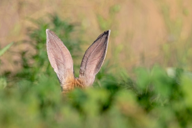 ウサギ (Oryctolagus cuniculus) マラガ、スペイン