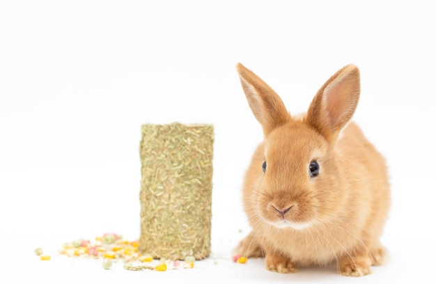 Rabbit pet feed dry Food isolated on a white background