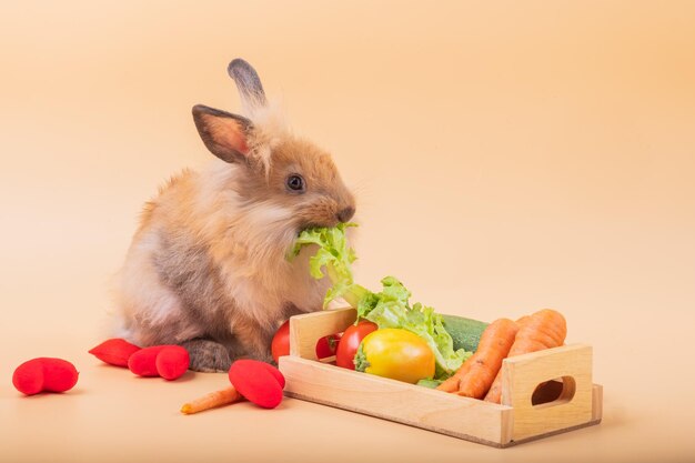 オレンジ色の背景に野菜を置くウサギとピックアップ