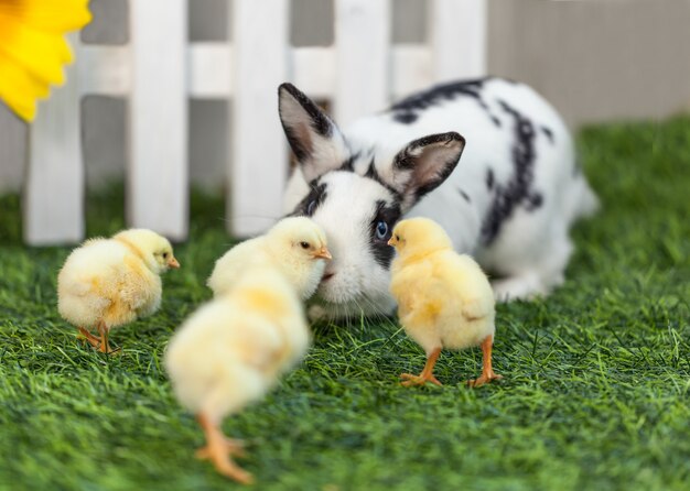 Coniglio che gioca con i polli nel giardino.