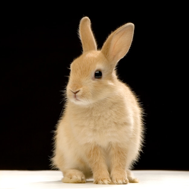 Rabbit portrait