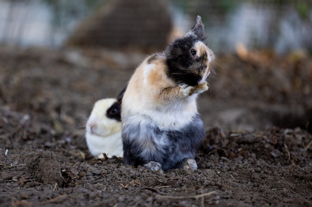 動物園でのウサギのリラクゼーションまたは休息姿勢