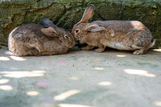 写真 地面でリラックスしているウサギ