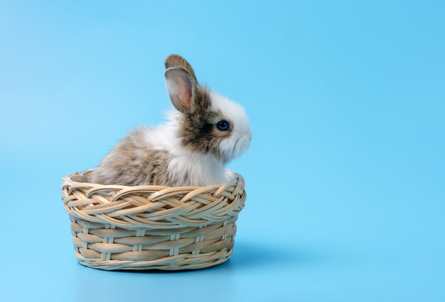 Rabbit sitting in the basket on blue
