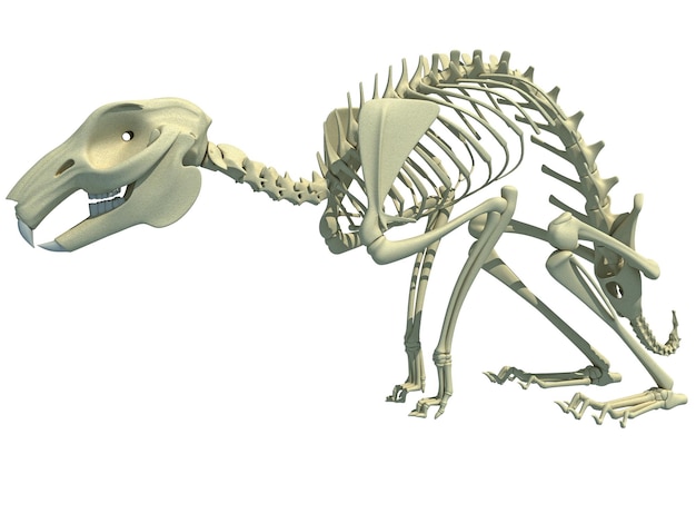 Foto rendering 3d dell'anatomia dello scheletro di coniglio su sfondo bianco