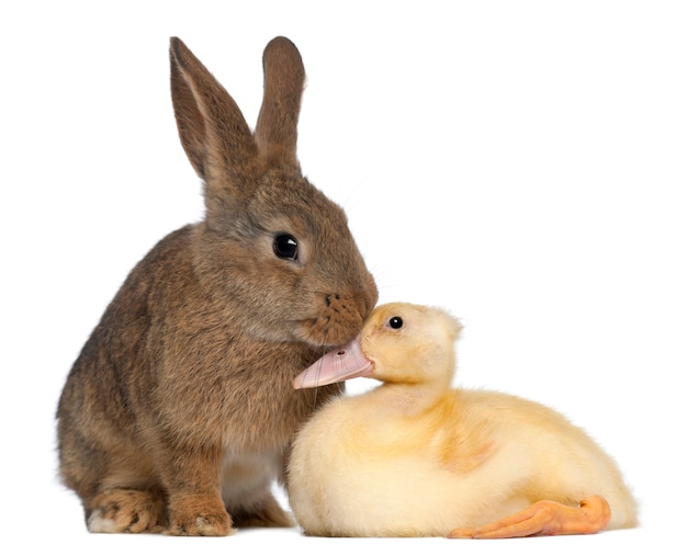 Rabbit sniffing duckling against white surface