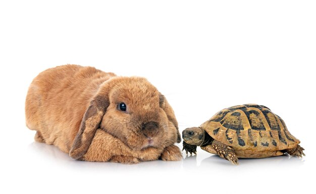 rabbit and turtle in front of white background