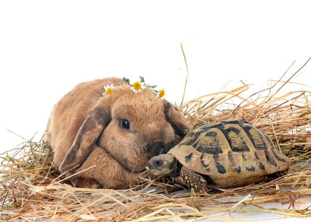 Photo rabbit and turtle in studio