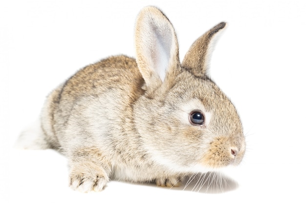 Rabbit on white background