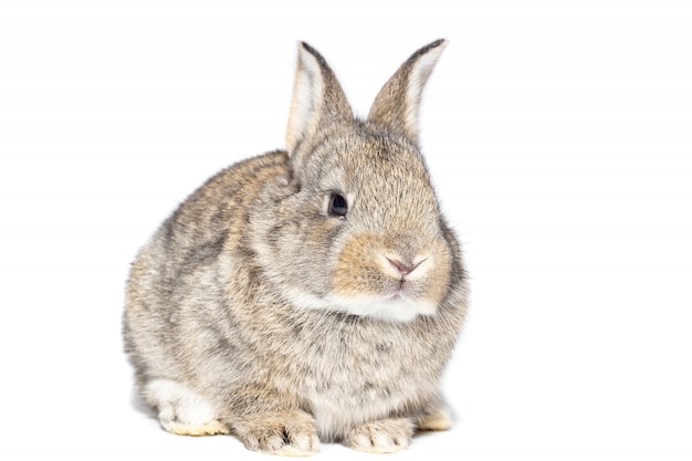 Rabbit on white background