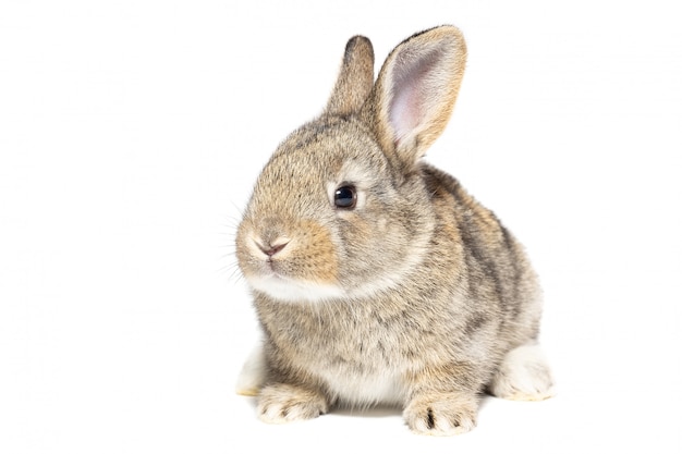 Rabbit on white background