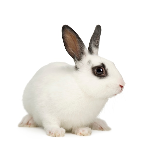 Rabbit on a white isolated