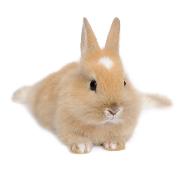 Rabbit on a white isolated