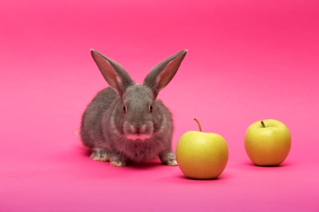 Rabbit with the apple