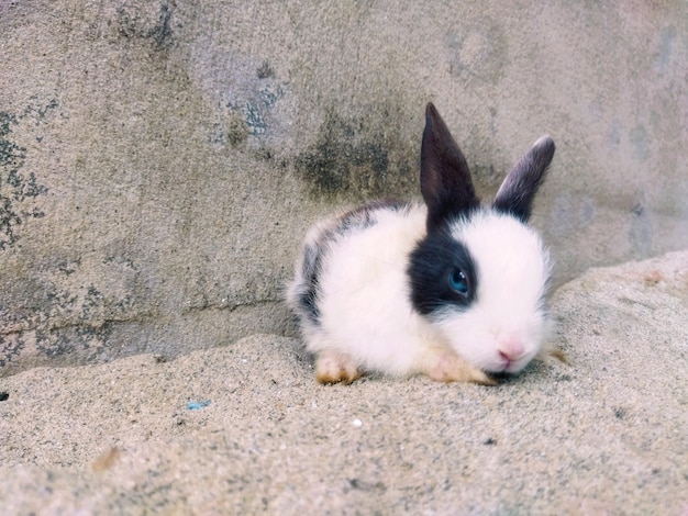 A rabbit with black eyes and a blue eye sits on a stone surface.