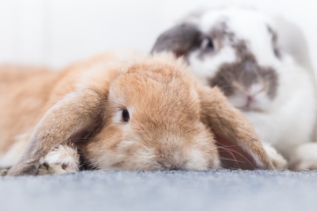 Rabbit with brown and white Lovely lying on the floor.