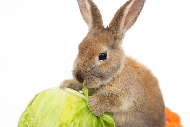 Rabbit with cabbage on white background