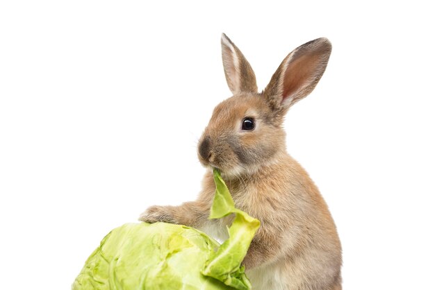 Rabbit with cabbage on white background