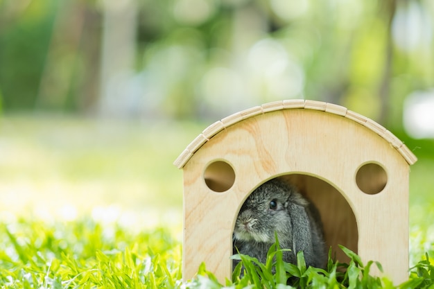 背景の緑のボケ味を持つウサギ、ウサギのペット