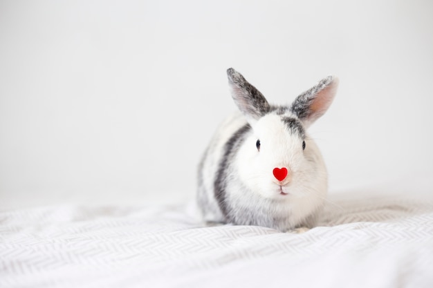 Rabbit with ornament red heart on nose