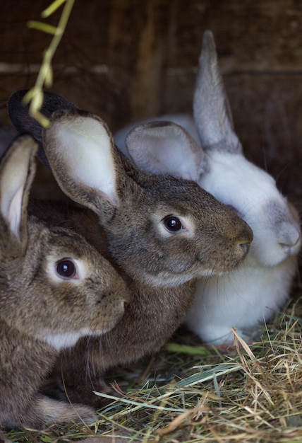 rabbit with pink ears on the background of other rabbits. A white fluffy rabbit is sitting on a straw