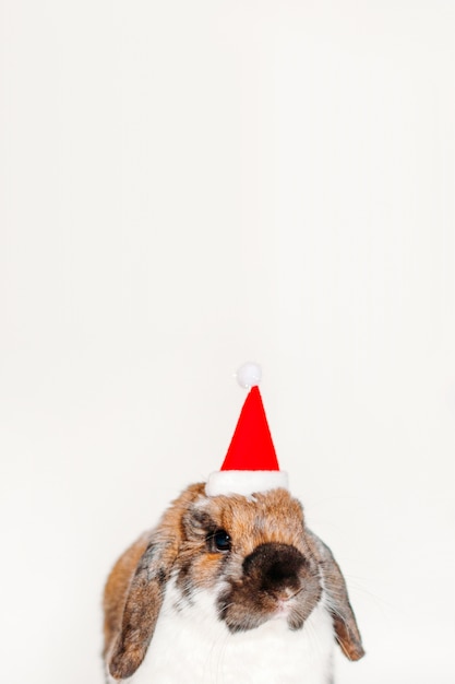 Rabbit with santa claus hat