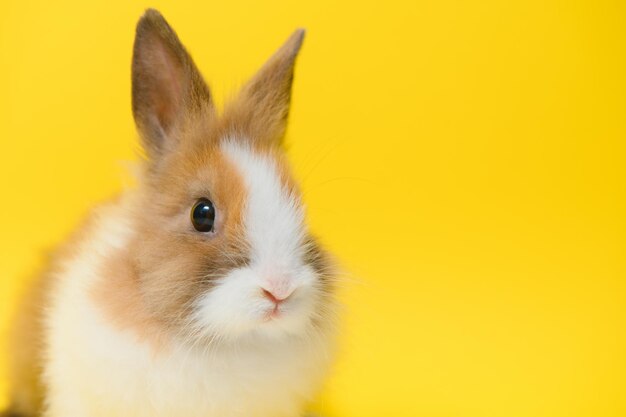 Rabbit on yellow background Domestic animal pet Copyspace Spring Easter